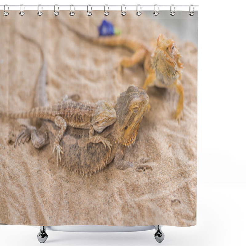 Personality  Baby Bearded Dragon And Mother. Shower Curtains