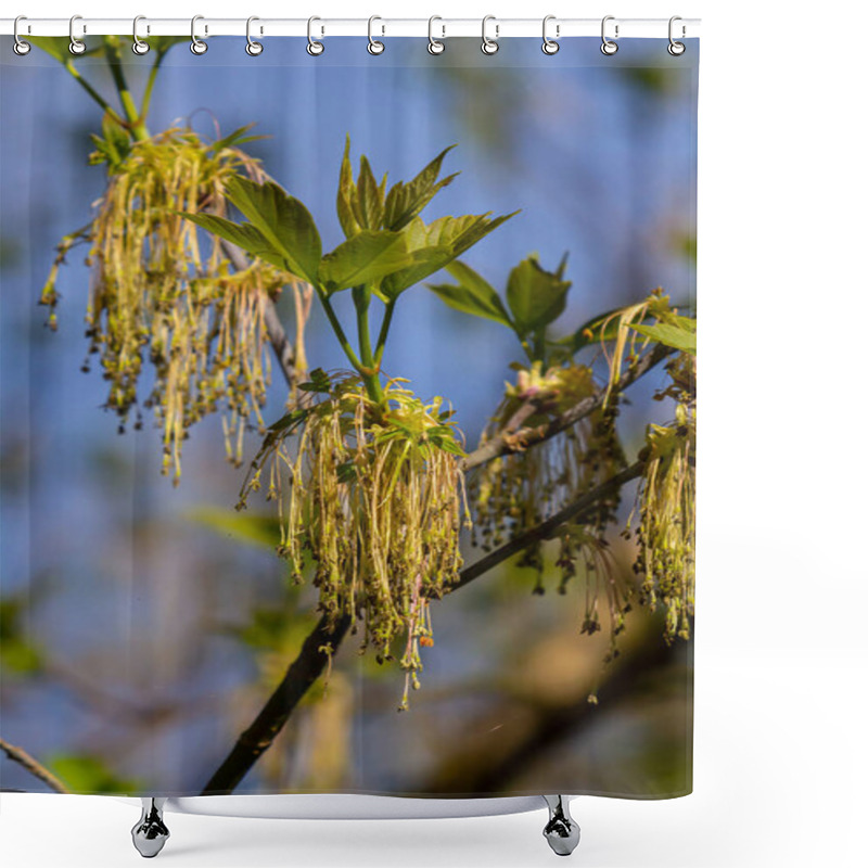 Personality  Bordo Negundo Or Ash-leaved Maple, Male Flowers In Clusters On Slender Pedicels And Pistillate Flowers On Drooping Racemes. Acer Negundo Is Fast-growing, Short-lived Tree Of The Family Sapindaceae. Shower Curtains