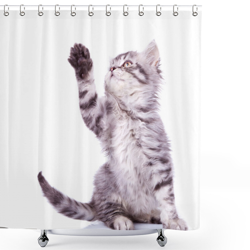 Personality  Tabby Cat Reaching For Something Shower Curtains