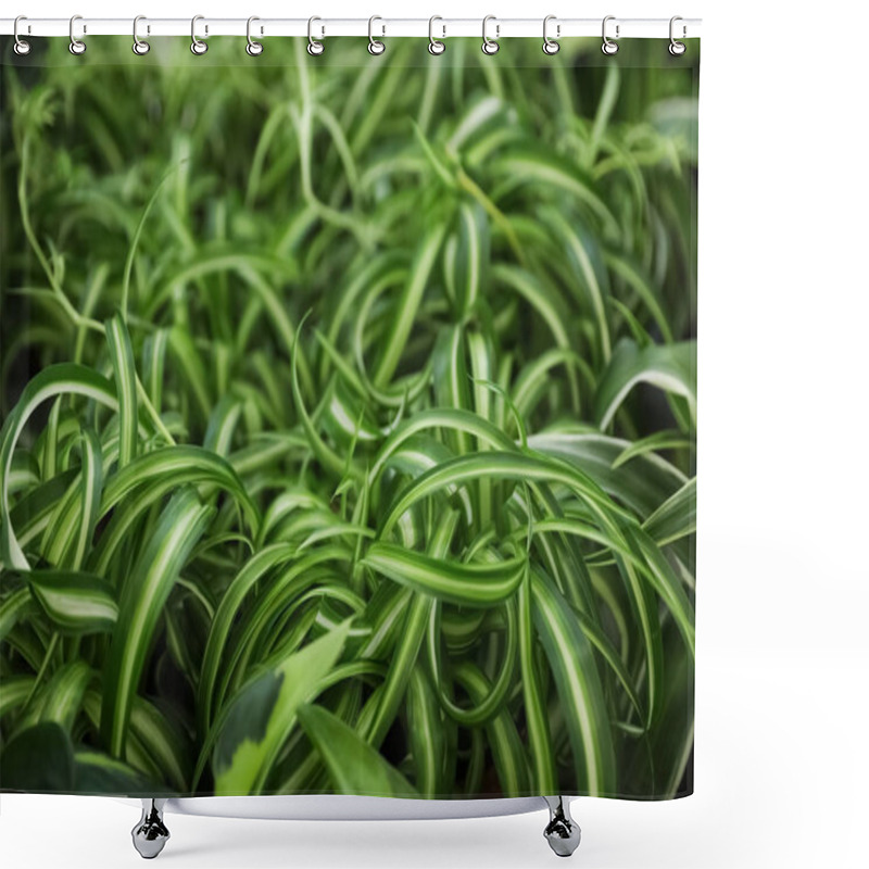 Personality  Beautiful Plant With Green Leaves In Floral Shop, Closeup Shower Curtains