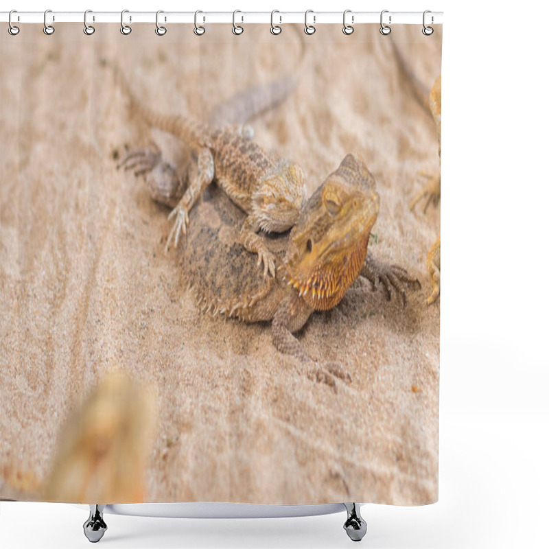 Personality  Image Of Baby Bearded Dragon (Pogona Vitticeps) Sleep On Back Of Mother. Shower Curtains