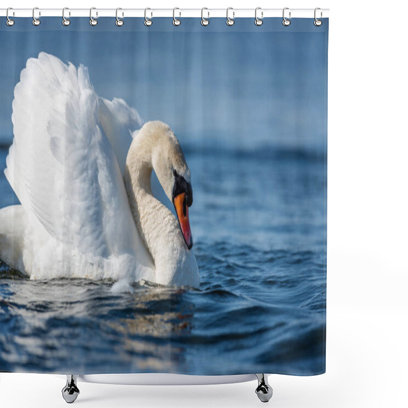 Personality  Swan On Blue Lake Water In Sunny Day Shower Curtains