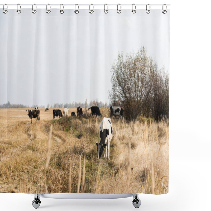 Personality  Selective Focus Of Herd Of Bulls And Cows Standing In Field  Shower Curtains