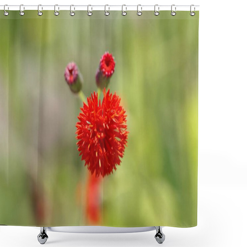 Personality  Flower Of A Tasselflower Plant, Emilia Coccinea Shower Curtains