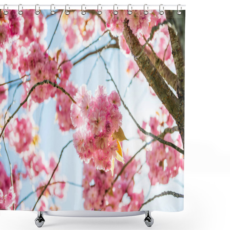 Personality  Low Angle View Of Pink Flowers On Branches Of Cherry Blossom Tree  Shower Curtains