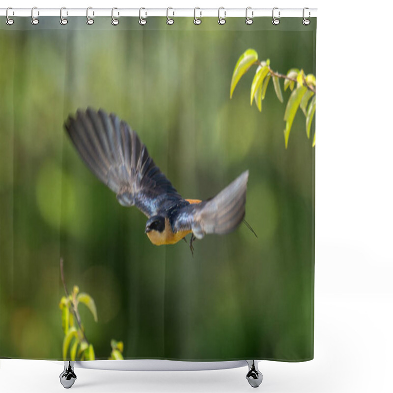 Personality  Red-rumped Swallow Flies From Bush Spreading Wings Shower Curtains