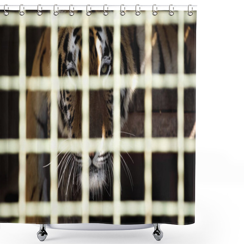 Personality  Tiger Looking At Camera Through Cage With Blurred Foreground  Shower Curtains