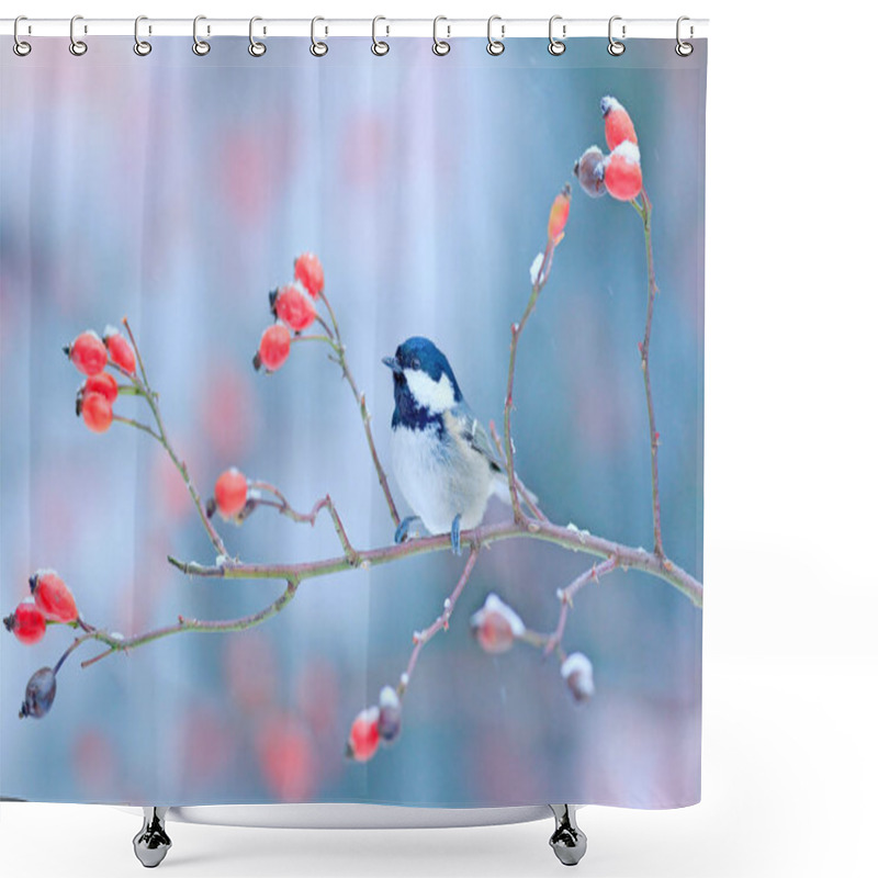 Personality  Coal Tit On Snowy Wild Red Rose Branch, Germany, Europe. Shower Curtains