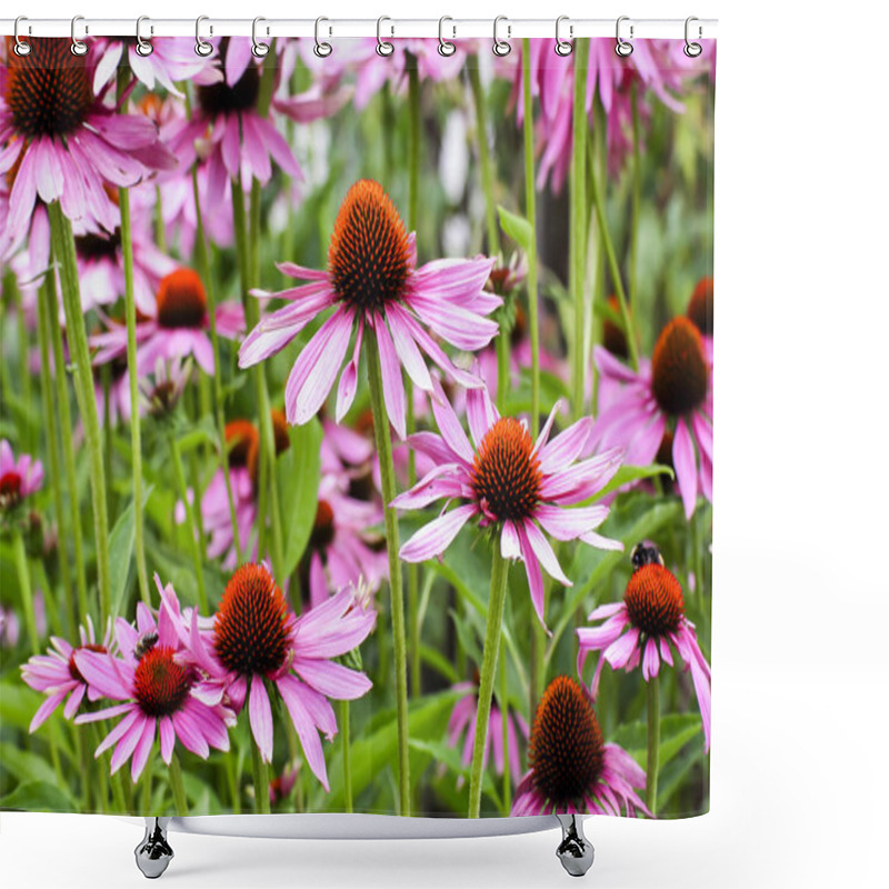 Personality  Purple Coneflower, Echinacea Purpurea, Blossom, Bavaria, Germany, Europe Shower Curtains