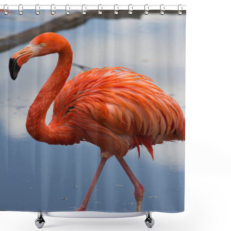 Personality  A Single American Flamingo Walking On The Pond Shower Curtains