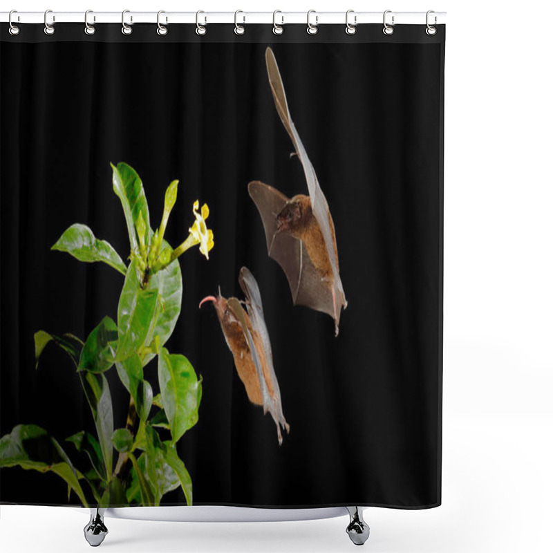 Personality  Orange Nectar Bat, Lonchophylla Robusta, Flying Bat In Dark Night. Nocturnal Animal In Flight With Yellow Feed Flower. Wildlife Action Scene From Tropic Nature, Costa Rica. Shower Curtains