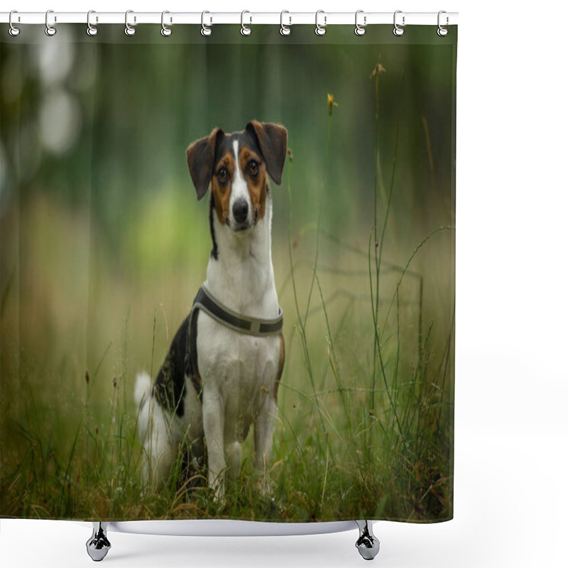 Personality  Cute Dog In A Summer Meadow Shower Curtains