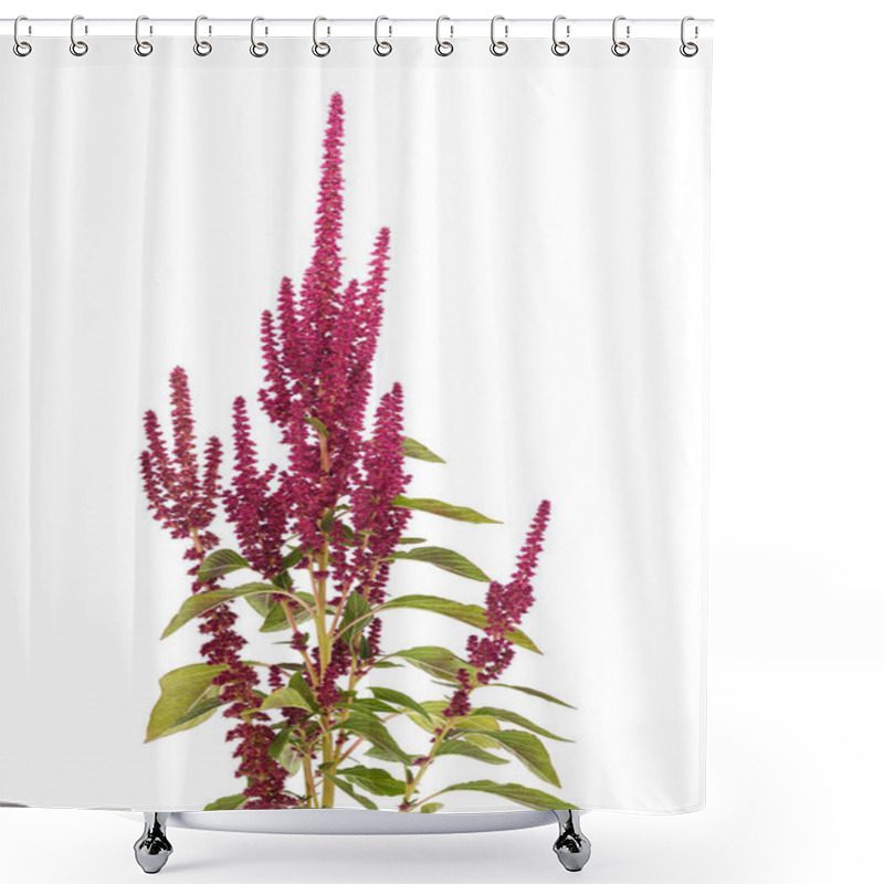 Personality  Amaranth With Red Flowers Isolated On A White Background. Shower Curtains