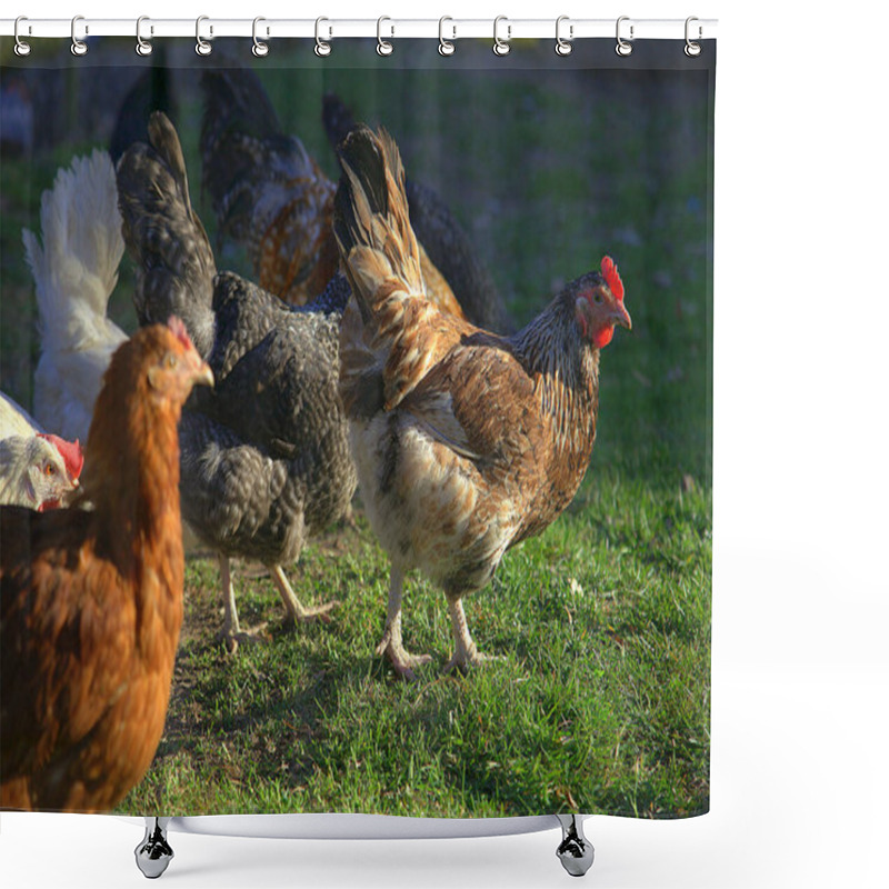 Personality  Chickens Graze In The Wild. Domestic Birds In Green Grass. Bird Flu In Domestic Birds Shower Curtains