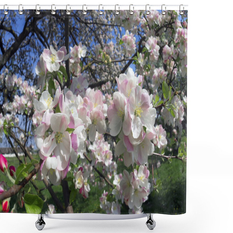 Personality  Gentle Apple Blossoms Shower Curtains