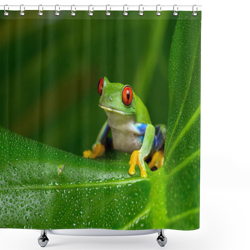 Personality  Red-Eyed Amazon Tree Frog (Agalychnis Callidryas) Shower Curtains