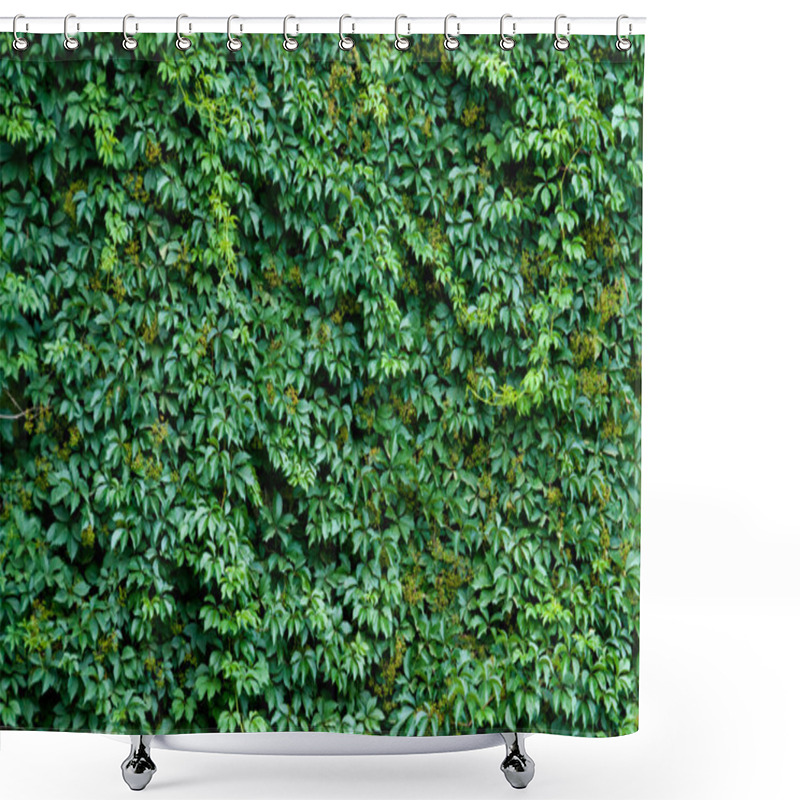 Personality  Brick Wall Covered With Green Ivy Leaves. Shower Curtains