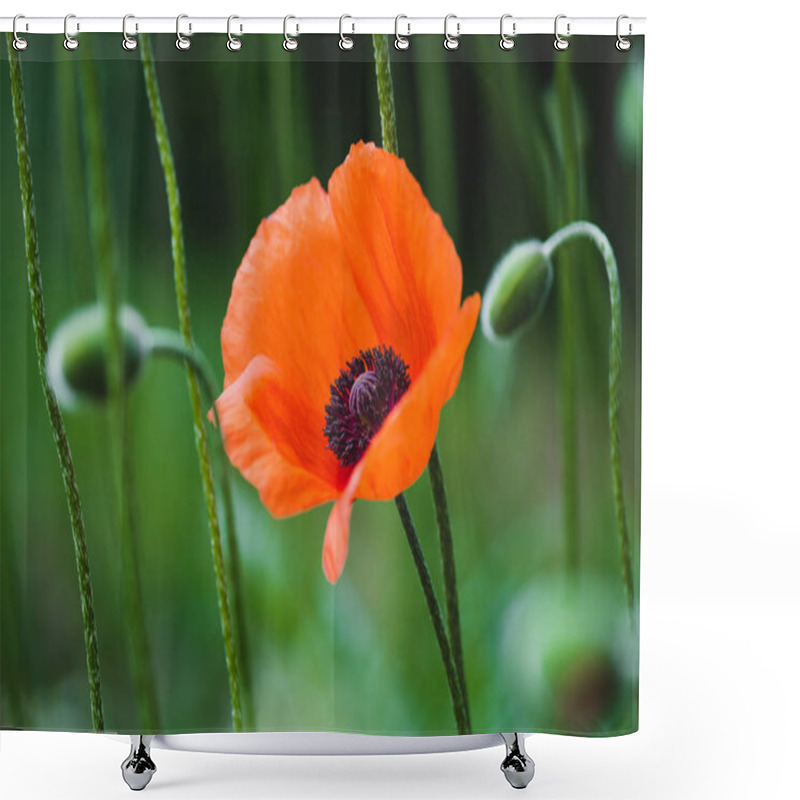 Personality  Blooming Red Poppy Flower On Summer Meadow Shower Curtains