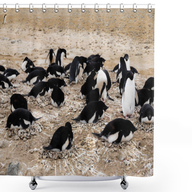 Personality  Nesting Adelie Penguins, Penguin Point, Seymour Island, Antarctica Shower Curtains