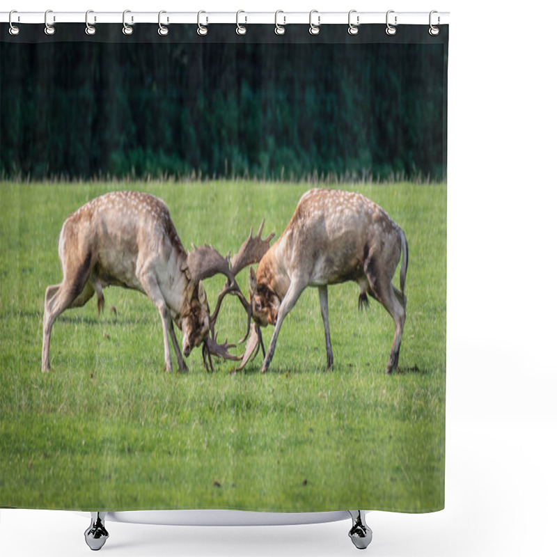 Personality  Rutting Time, A Pair Of Fallow Deer Bucks Fighting With Horns Locked In Battle Shower Curtains