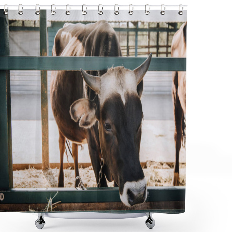 Personality  Close Up View Of Adorable Little Calf Standing In Barn At Farm  Shower Curtains