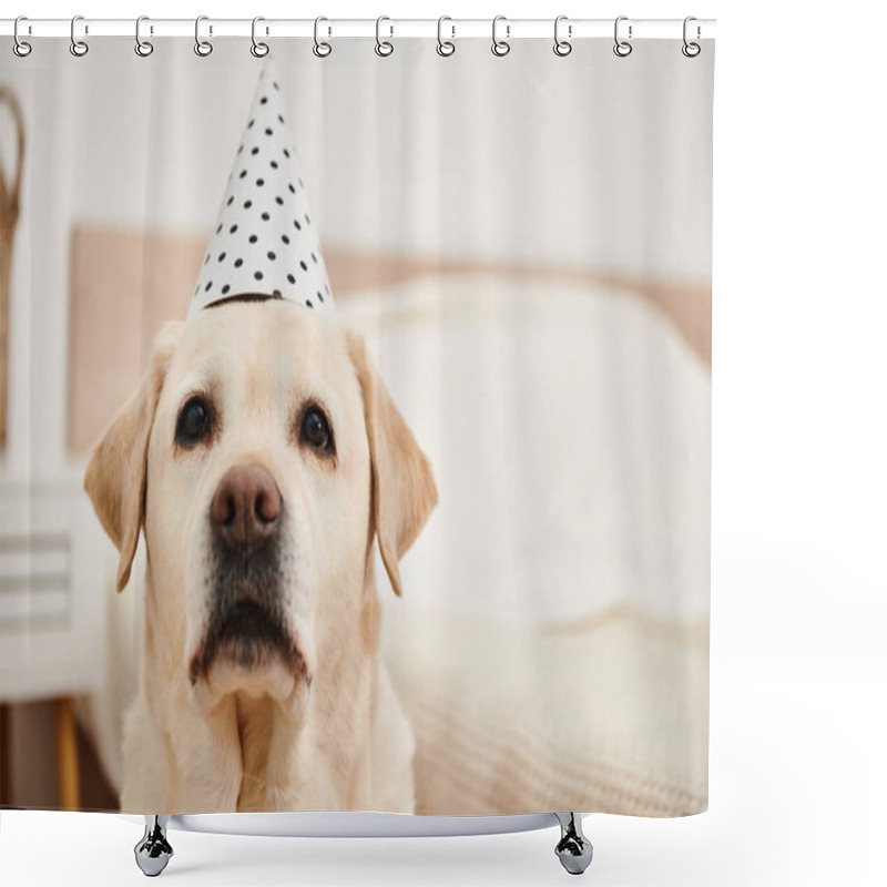 Personality  Playful Dog With Party Hat, Sitting On Bed. Shower Curtains