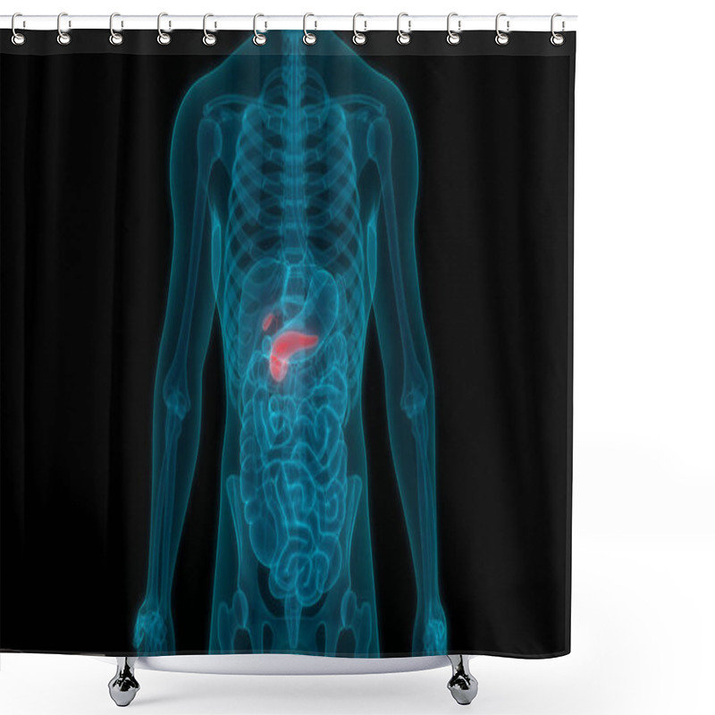 Personality  Human Internal Digestive Organ Pancreas Anatomy. 3D - Illustration Shower Curtains