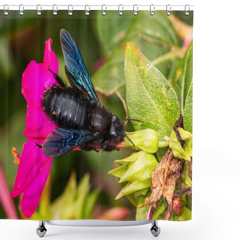 Personality  Striking Black Fly With Iridescent Blue Wings On A Vibrant Pink Flower, Showcasing The Insect's Detailed Features And Natural Pollination Activity Shower Curtains