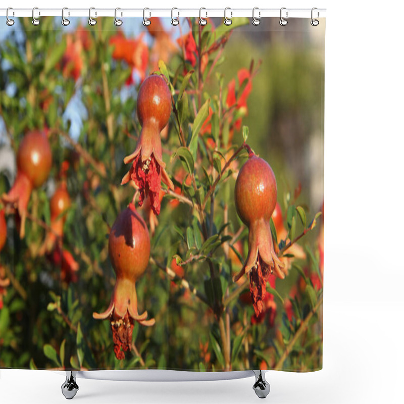 Personality  Mediterranean Flora: Pomegranate (Punica Granatum) Shower Curtains