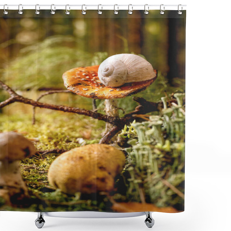 Personality  Fairy Tale Ambiance Magical Autumn Forest Background. Autumn Leaves, Moss, Wild Mushrooms, Snail Shell On Fly Agaric. Shower Curtains