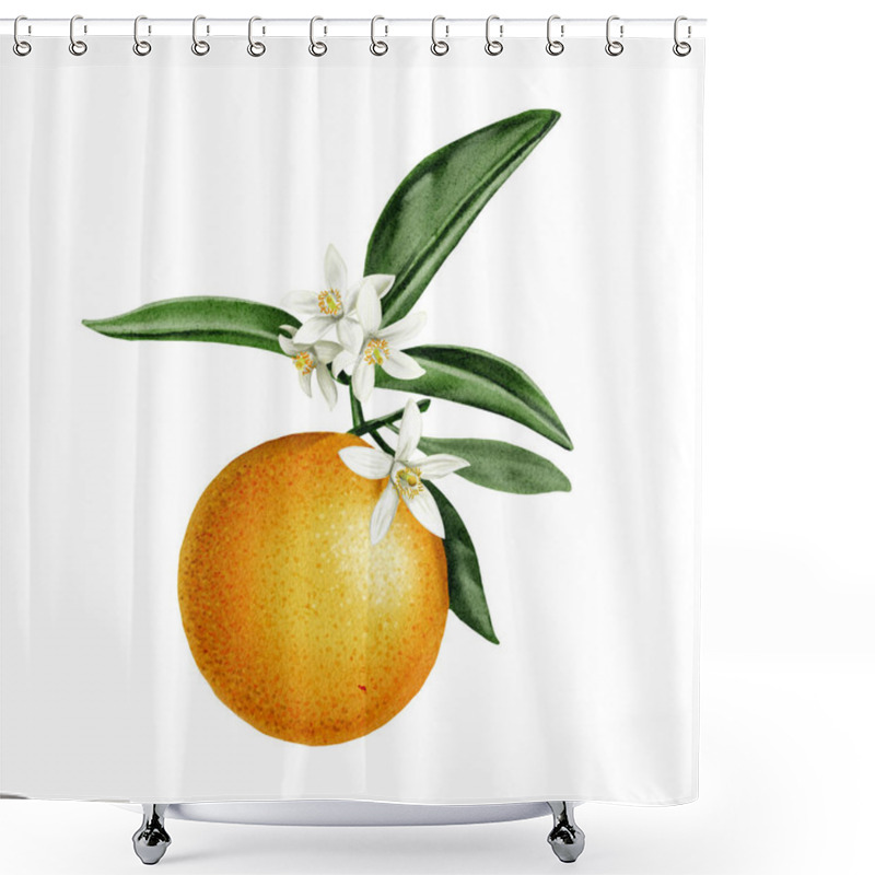 Personality  Composition With A Large Orange. The Fruit Lies On Leaves In Flowers. Orange, White And Green Colors. Watercolor Illustration. Without Background.  Shower Curtains