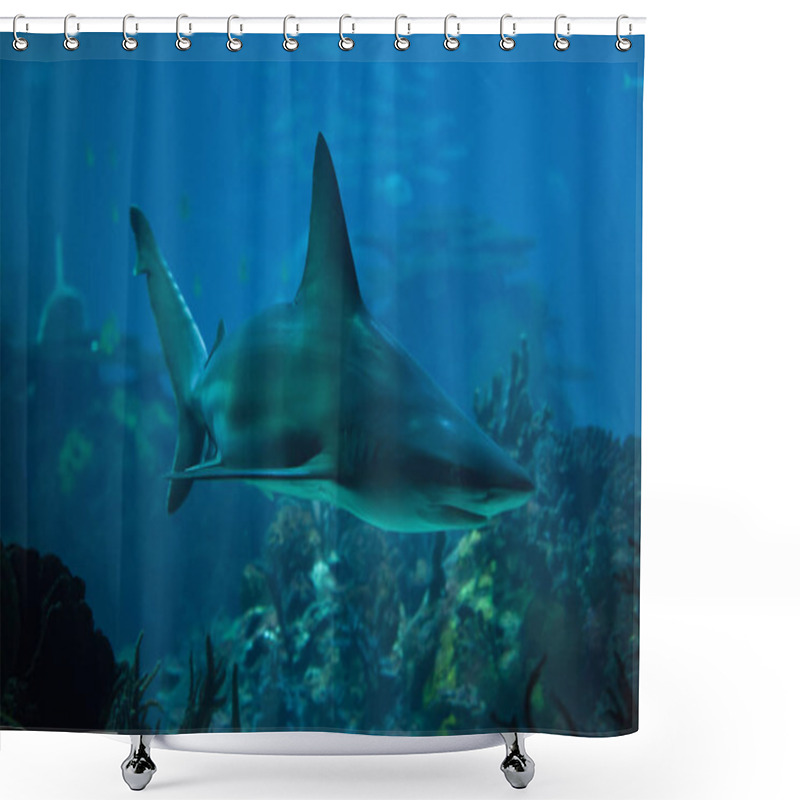 Personality  Sandbar Shark (Carcharhinus Plumbeus) Shower Curtains