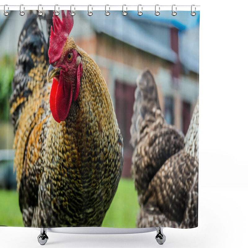 Personality  Chickens In Poland Shower Curtains