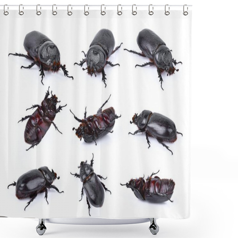 Personality  Beetles In Nature ,Rhino Beetle (Dynastinae) Isolated On White B Shower Curtains