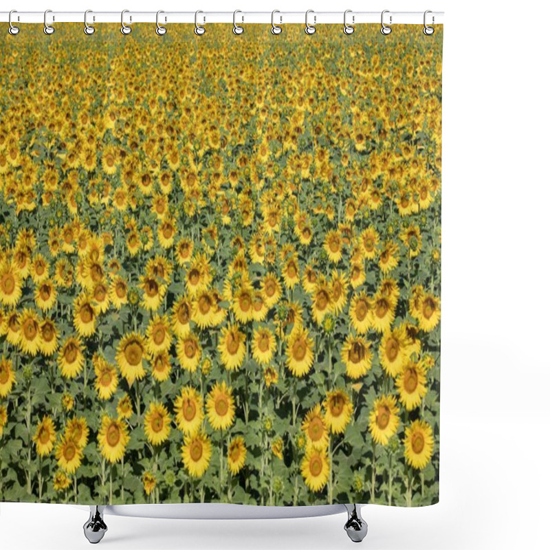 Personality  Sunflowers Field Near Arles  In Provence, France Shower Curtains