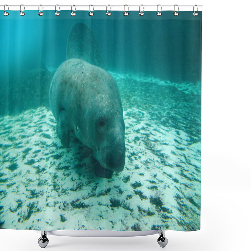 Personality  Florida Manatee Also Called The West Indian Manatee Or Sea Cow Trichechus Manatus Swims In Brackish Water. Shower Curtains