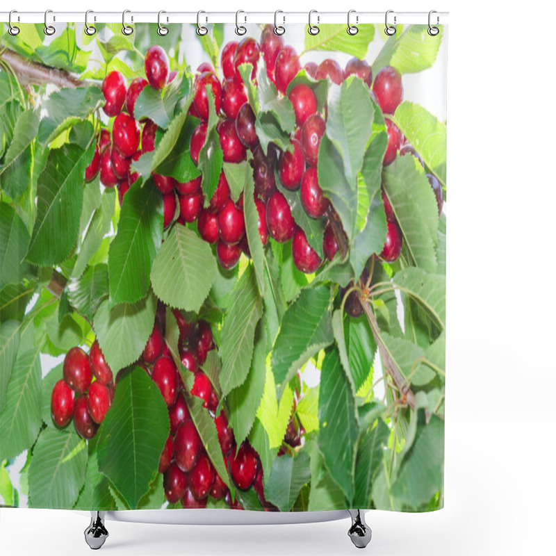 Personality  Branches Of Cherry Tree With Ripe Red Berries Fruits Shower Curtains