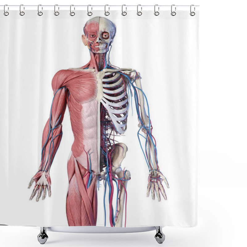 Personality  Human 3/4 Body Skeleton With Muscles, Veins And Arteries. Front View. Shower Curtains