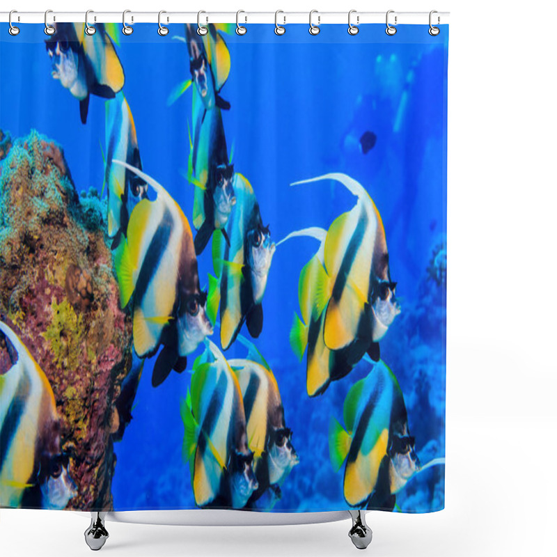 Personality  A Flock Of Fish At The Bottom Of The Red Sea. Underwater Photogr Shower Curtains