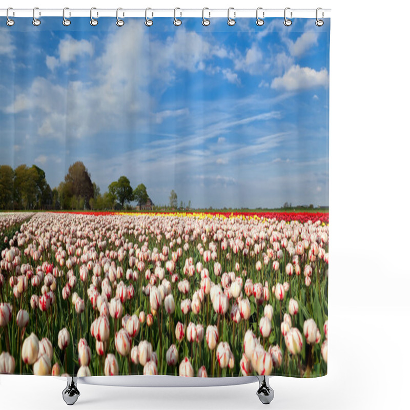 Personality  Red And White Tulipd On Dutch Spring Fields Shower Curtains