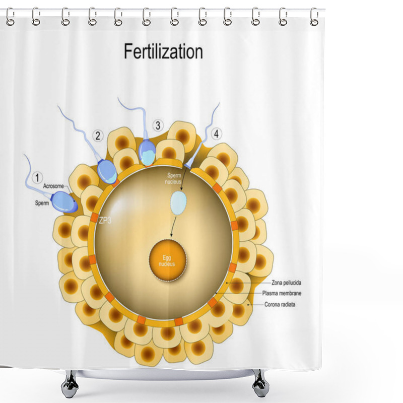 Personality  Fertilization Process. 1. Sperm Contacts The Surface Of An Egg. 2. Acrosome Reaction. 3-4 Sperm Nucleus Enters The Cytoplasm Of The Egg. Fusion Of Two Haploid Gametes To Form A Diploid Zygote. Shower Curtains