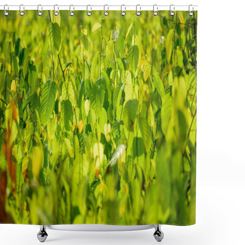 Personality  Fresh Green Leaves Of Shorea Robusta (Sal) Trees In A Dense Forest, Glistening Under Soft Sunlight. A Vibrant Display Of Nature And Seasonal Growth. Shower Curtains