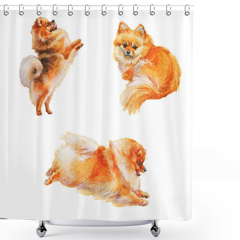 Personality  Watercolor Set Of Pomeranian Spitz Dogs. Hand Drawn Realistic Pets On White Background. Painting Animal Illustration Shower Curtains