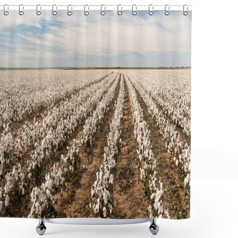 Personality  Cotton Boll Farm Field Texas Plantation Agriculture Cash Crop Shower Curtains