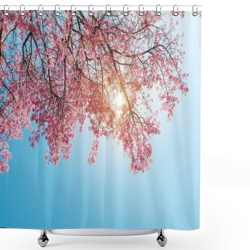 Personality  Beautiful Sakura Flower (cherry Blossom) In Spring. Sakura Tree Flower On Blue Sky.  Shower Curtains