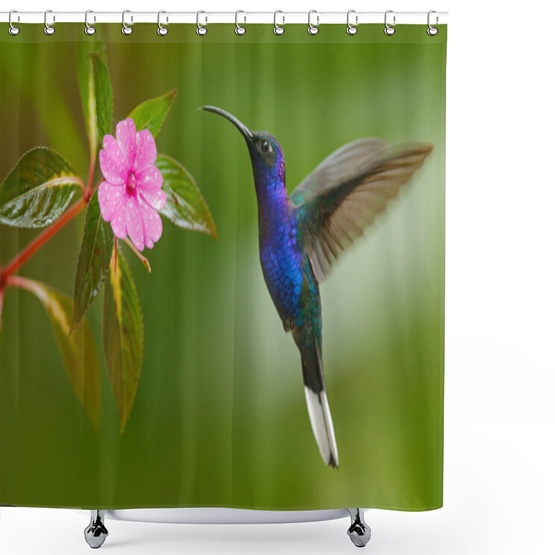 Personality  Hummingbird Violet Sabrewing Shower Curtains