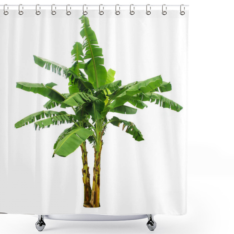 Personality  Banana Tree Isolated On White Background With Clipping Paths For Shower Curtains