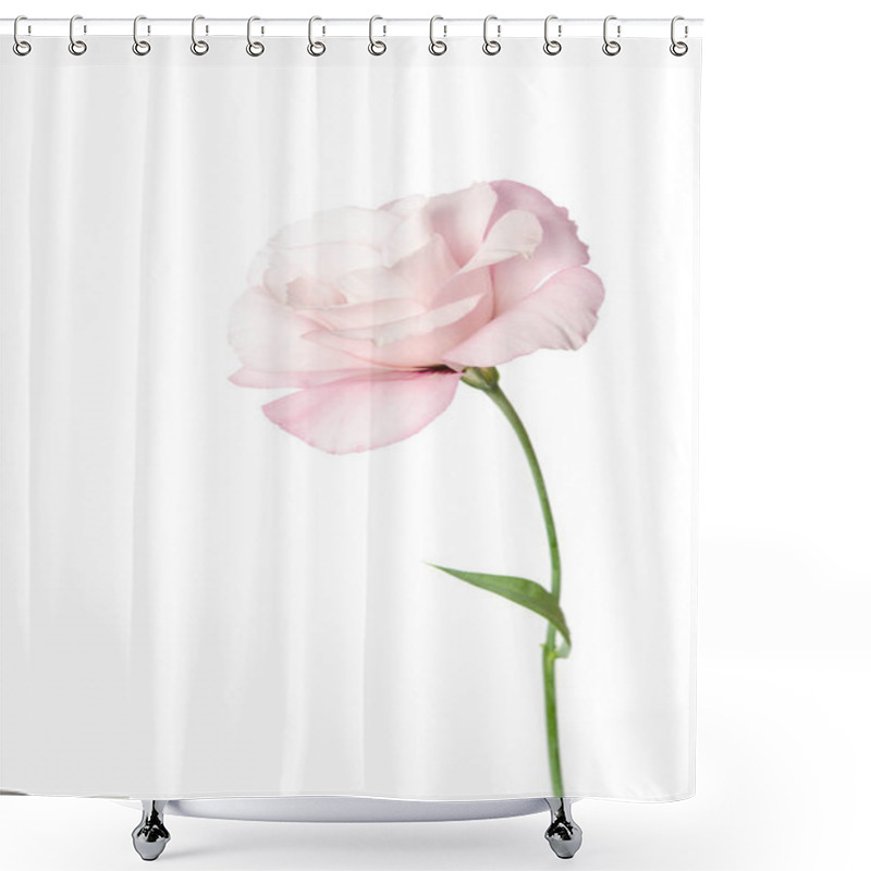 Personality  Beautiful Eustoma Flower Isolated On White Background Shower Curtains