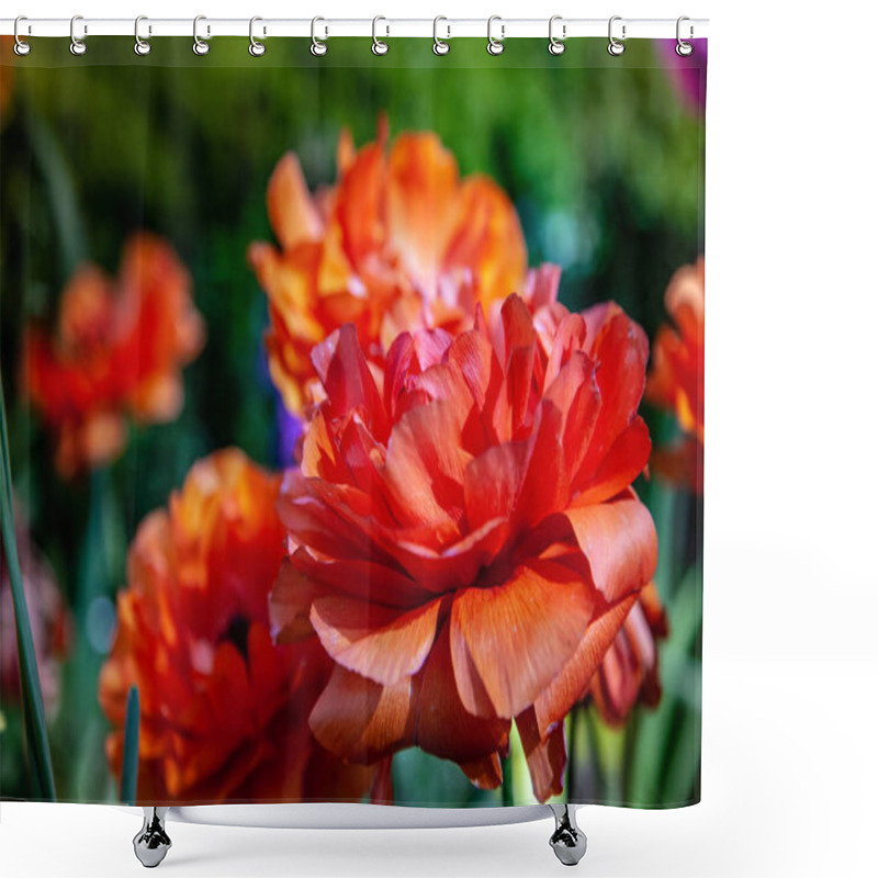 Personality  Ranunculus Shower Curtains