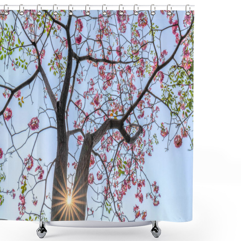 Personality  Tabebuia Rosea Or Pink Trumpet Blooming With The Sun Stars Background. This Flowers Bloomed In March To May Every Year, Like Beautiful Small Pink Trumpets Adorned With Natural Colors. Shower Curtains